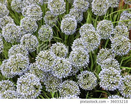 Blue Giant Onion Flower or Allium Giganteum 36033218