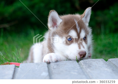 Puppy dog husky is waiting on the street, with 36033259