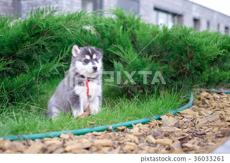 Puppy dog husky is waiting on the street, with Puppy dog husky is waiting on the street, with 36033261