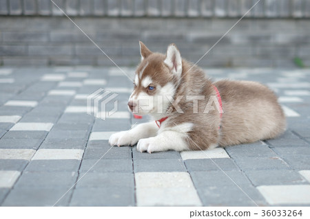 Puppy dog husky is waiting on the street, with 36033264