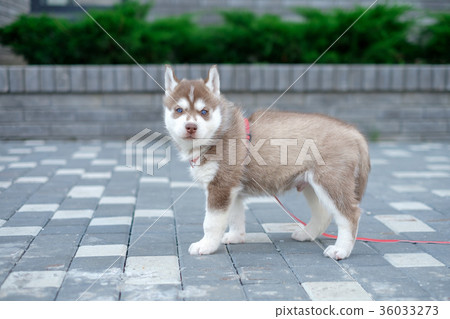 Puppy dog husky is waiting on the street, with Puppy dog husky is waiting on the street, with 36033273