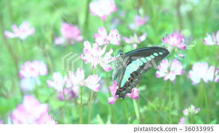 蓮花和蝴蝶 36033995