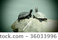 Two turtles 36033996