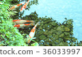 Carp of a pond 36033997