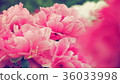 Peony 36033998