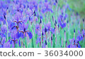 Iris garden 36034000