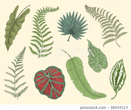 tropical or exotic leaves, leaf of different tropical or exotic leaves, leaf of different 36034123