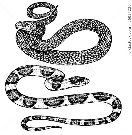 Viper snake. serpent cobra and python, anaconda or 36034226