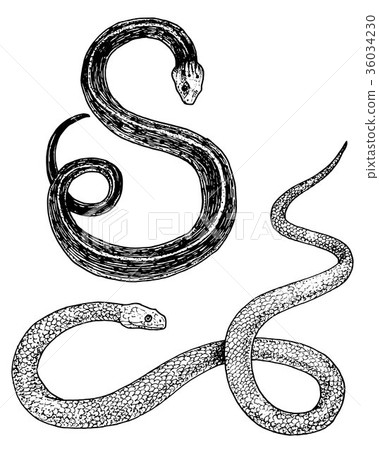 Viper snake. serpent cobra and python, anaconda or Viper snake. serpent cobra and python, anaconda or 36034230
