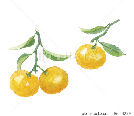 溫州普通話用葉子 36034239