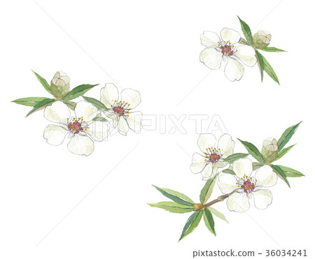 Manuka Goryu Bai Manuka Goryu Bai 36034241