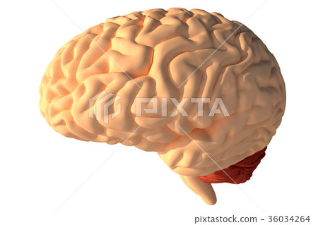 Human brain 3D render Human brain 3D render 36034264