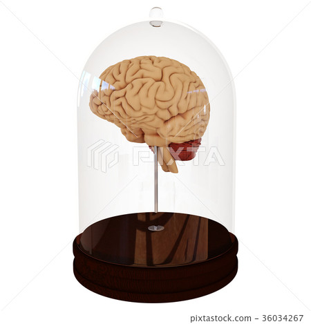 Human brain in a jar. 3D render Human brain in a jar. 3D render 36034267