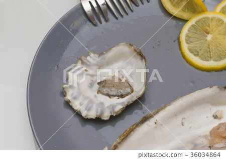 oyster from the sea close-up oyster from the sea close-up 36034864