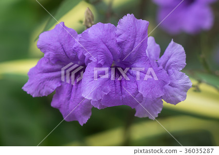 Ruellia tuberosa flower 36035287