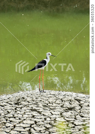 Black-winged Stilt bird. 36035320