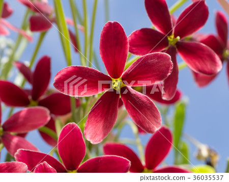 Close up of Combretum indicum flower. Close up of Combretum indicum flower. 36035537