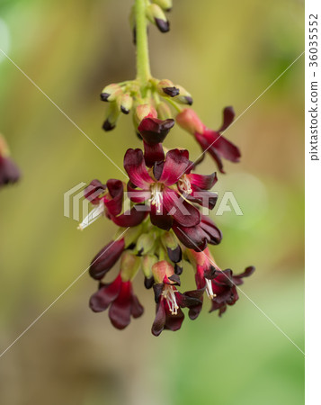 Close up of Bilimbi flower on tree. Close up of Bilimbi flower on tree. 36035552