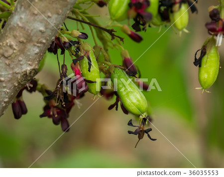 Close up of Bilimbi flower on tree. 36035553