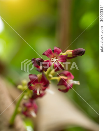 Close up of Bilimbi flower on tree. Close up of Bilimbi flower on tree. 36035554
