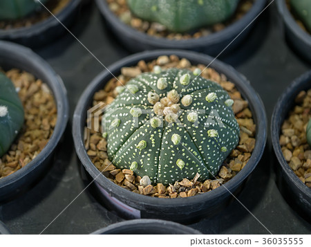 Close up of cactus plant. Close up of cactus plant. 36035555