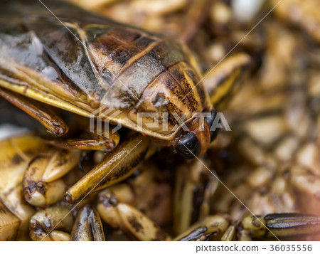 Close up insect of Lethocerus indicus. Close up insect of Lethocerus indicus. 36035556