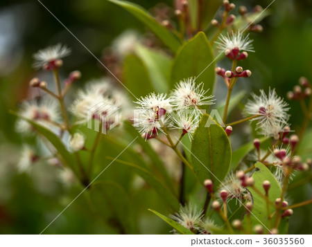 Australian Rose Apple Australian Rose Apple 36035560