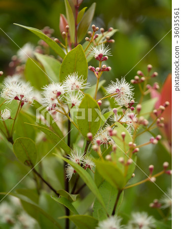 Australian Rose Apple Australian Rose Apple 36035561