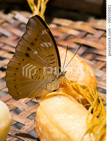 Brown butterfly eating banana Brown butterfly eating banana 36035601