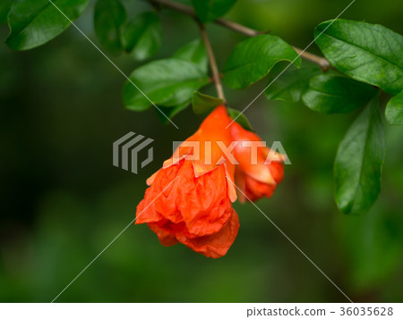 The flower of Pomegranate fruit. 36035628
