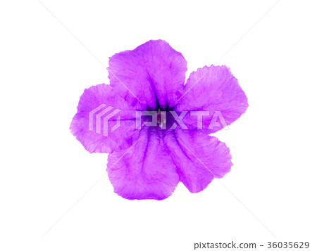 Ruellia tuberosa flower 36035629