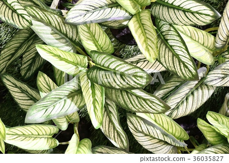 Dumb Cane Leaves or Dieffenbachia Plants 36035827