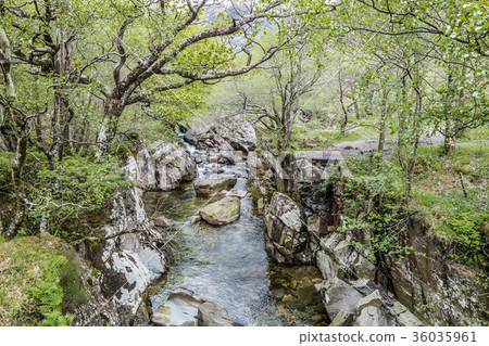 Forest and river close to Ben Nevis, Scotland Forest and river close to Ben Nevis, Scotland 36035961