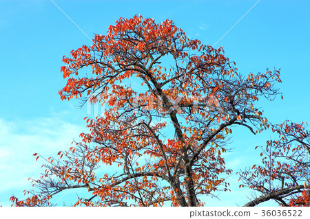 秋天秋葉Sakuraba藍天 36036522