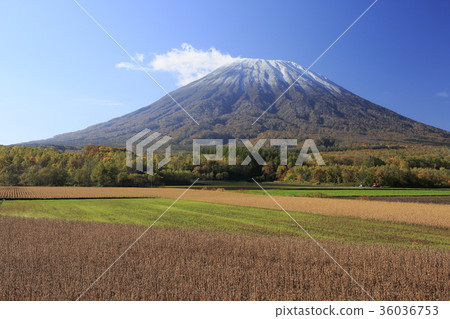 Patchwork field and snow covered Mt. Yotei 36036753