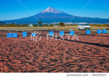 Sakura Ebi Shizuoka Prefecture 36036935