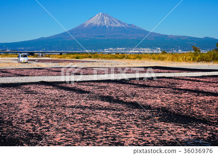 Sakura Ebi Shizuoka Prefecture 36036976