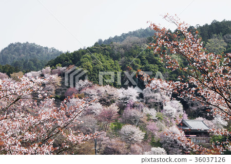 Yoshino Senbonzakura Yoshino Senbonzakura 36037126