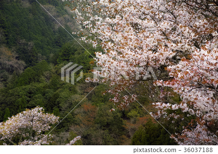 Cherry Blossoms Cherry Blossoms 36037188