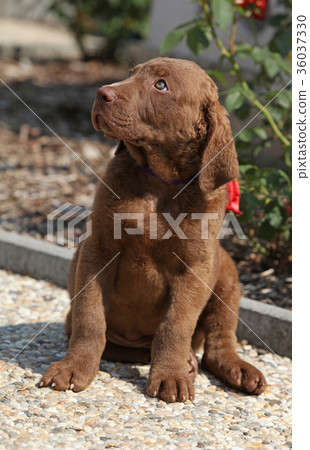 Amazing chesapeake bay retriever puppy on path Amazing chesapeake bay retriever puppy on path 36037330