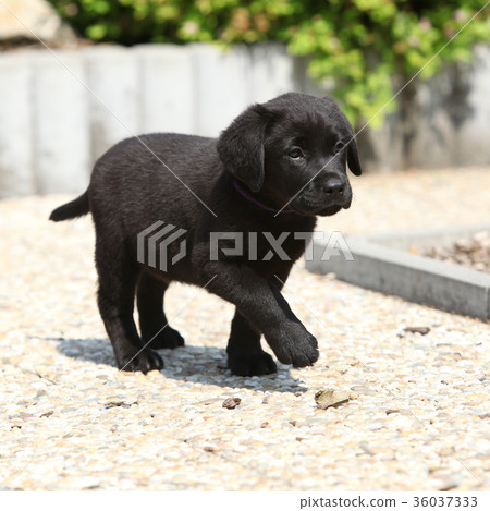 Amazing black labrador puppy on stone path Amazing black labrador puppy on stone path 36037333