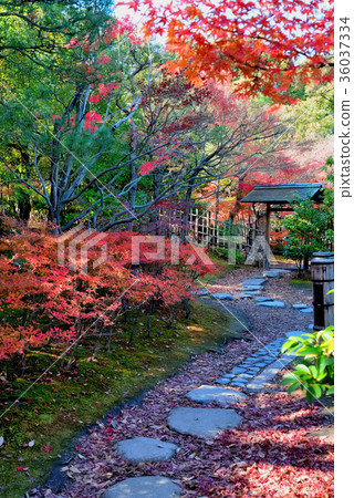 Autumn swan garden Autumn swan garden 36037334