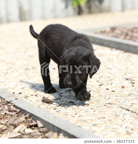 Amazing black labrador puppy on stone path Amazing black labrador puppy on stone path 36037335