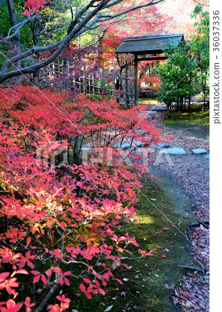 Autumn swan garden Autumn swan garden 36037336