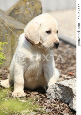 Beautiful creme labrador puppy Beautiful creme labrador puppy 36037337