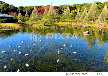 Swan garden Swan garden 36037338