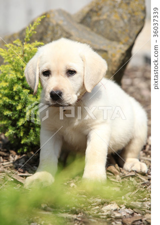 Beautiful creme labrador puppy Beautiful creme labrador puppy 36037339