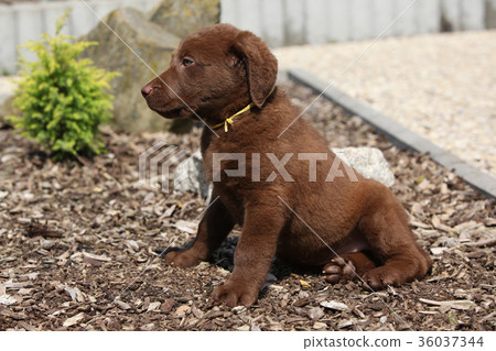 Amazing chesapeake bay retriever puppy 36037344