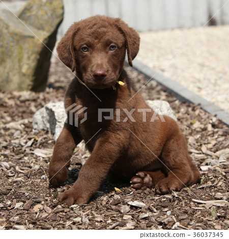 Amazing chesapeake bay retriever puppy Amazing chesapeake bay retriever puppy 36037345