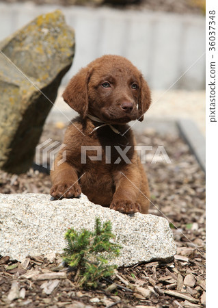Adorable chesapeake bay retriever puppy on stone 36037348